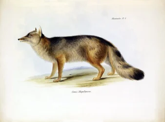 Zoology: Representation of the 