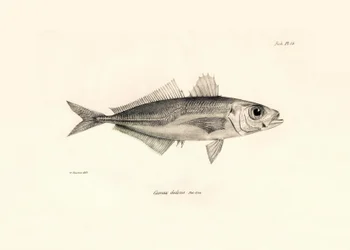 Zoology: representation of the fish Caranx declivis described by Charles Darwin during his voyage aboard the Beagle. Plate from The zoology of the voyage of H.M.S. Beagle under the command of Captain Fitzroy during the years 1832-1836