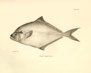 Zoology: representation of the fish Paropsis signata described by Charles Darwin during his voyage aboard the Beagle. Plate from The zoology of the voyage of H.M.S. Beagle under the command of Captain Fitzroy during the years 1832-1836