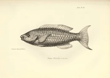 Zoology: representation of the fish 