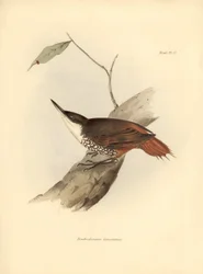 Ornithology: Dendrodamus leucosternus bird of South America observed and described by Charles Darwin. Plate from The zoology of the voyage of H.M.S. Beagle. Flight. III, Birds described by John Gould, with notice of their habits by Charles Darwin