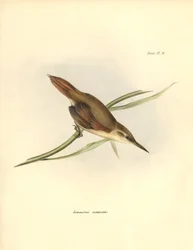 Ornithology: Limnornis rectirostris passerine of South America observed and described by Charles Darwin. Plate from The zoology of the voyage of H.M.S. Beagle. Flight. III, Birds described by John Gould, with notice of their habits by Charles Darwin