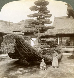 A single pine trained into the shape of a boat, Kinkaku-ji Monastery, Kyoto, Japan