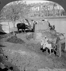 An Egyptian sakieh, or ox-driven bucket pump, Egypt