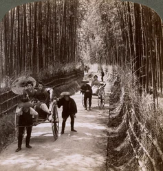 Bamboo Avenue, Looking South-West, Near Kiyomizu, Kyoto, Japan, 1904