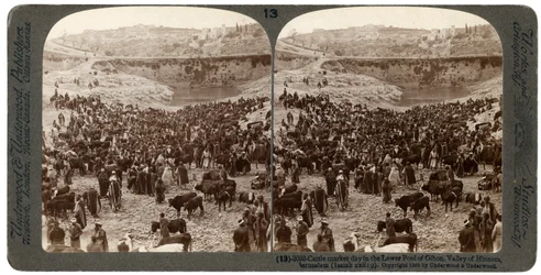 Cattle Market Day in the Lower Pool of Gihon, Valley of Hinnom, Jerusalem, Palestine