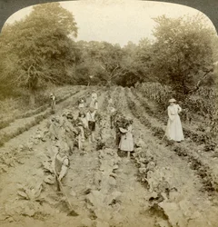 Children working in a vegetable garden, Salvation Army Home, Spring Valley, New York, USA.