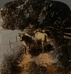 Cows coming home up the lane at milking-time, c1900