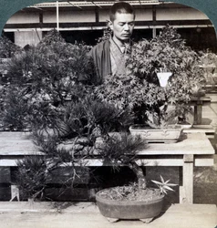 Dwarf Pines and Maples in Count Okuma