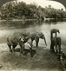 Elephants, Sri Lanka (Ceylon)