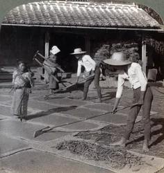 Farmers with Bamboo Rakes Spreading Millet on Mats to Dry for Winter, near Yokohama, Japan, 1904