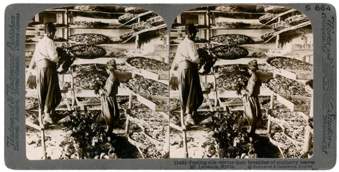 Feeding Silkworms Their Breakfast of Mulberry Leaves, Lebanon Mountains, Syria, 20th Century