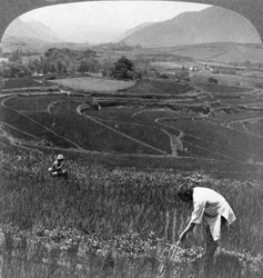 Fertile Rice Fields in the Old Crater of Aso-San, Japan