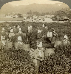 Girls Picking Tea, Uji, Japan