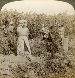 Hop Picking, Eugene, Oregon, USA
