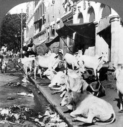 How Hindu Cows Enjoy Life on Harrison Street, Calcutta, India