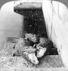 Man-Eating Alligators, India