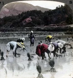 Transplanting rice in a paddy field, Japan, 1904
