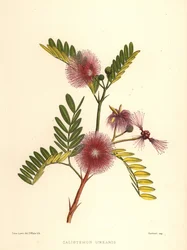 Bottlebrush, Callistemon Linearis