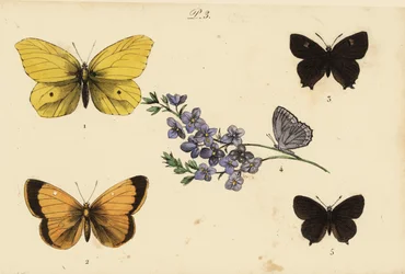 Common Brimstone, Clouded Yellow, Brown Hairstreak, Meleager