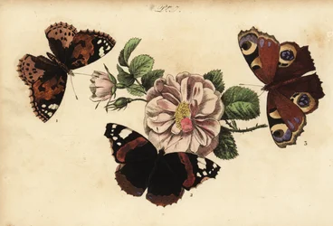 Painted lady butterfly, Vanessa cardui 1, red admiral, Vanessa atalanta 2 and European peacock, Aglais io 3
