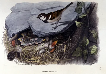 A board representing a common bird (or sparrow) near its nest