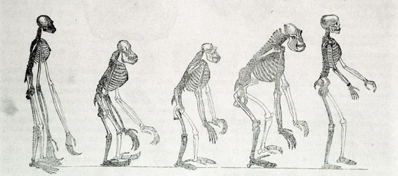 A comparative study of the skeletons of Man and monkeys: gibbon, orangutan, chimpanzee, and gorilla.