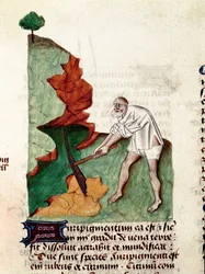 A Gold Seeker