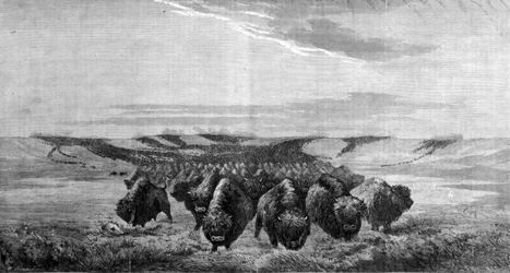 A huge gathering of bison crosses the meadow in the Missouri Valley