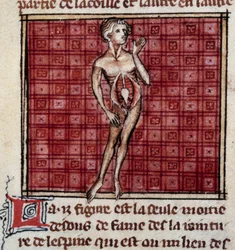 Anatomical figures: male and female bark, open stomach (abdomen), showing the kidneys, bladder, genitals (detail)