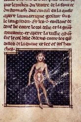 Anatomical figures: male and female peels, open belly, showing the kidneys, bladder, genitals (detail)