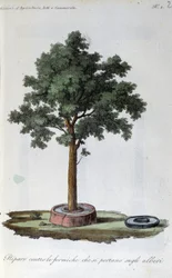 Ant protection system: water-filled ring around the base of the trunk. Plate drawn from Revue d