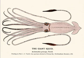 Architeuthis princeps, the giant squid failed on the beach of Fortune Bay (Newfoundland) in December 1874 and first described by Professor A.E. Verrill. Era engraving.