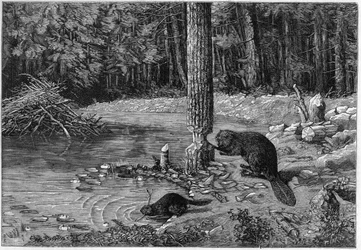 Beaver cutting a tree trunk to make a dam