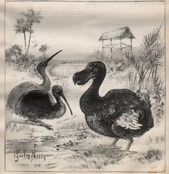 Birds that disappear: the dodo and the apteryx - Engraving In La Science francaise