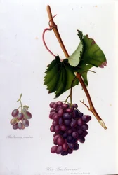Black grapes. 19th century engraving