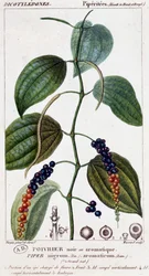 Black or aromatic pepper dish - botanical board. 19th century