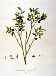 Blueberries (19th century botanical board)