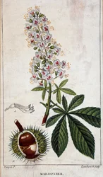 Botanical board - Flowers, leaves and fruit of chestnut tree