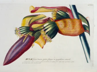 Botanical Board: Bananas, Branch