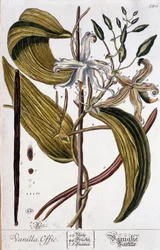 Botanical board of vanilla (Vanilla officinalis) - 19th century
