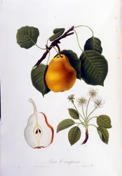Botanical board representing the pera campana. 1820 - 1822