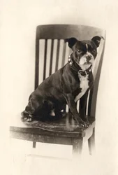 Boxer Sitting on a Chair, c.1890