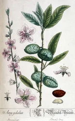 Branch, Flower and Fruit of the Almond Tree