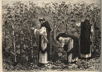 Burgundy monks growing the vine (by Louis Figuier)