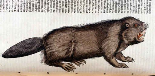 Castor - in 