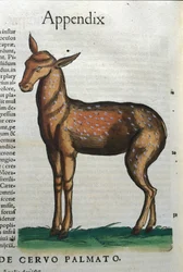 Cervidae (antelope?) in Historia Animalium by Conrad Gesner (1516 - 1565), Tiguri