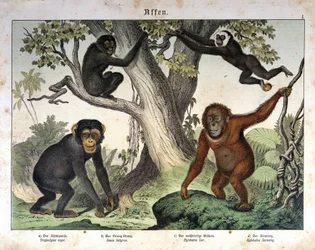 Chimpanzee Monkeys, Orangutan - in 