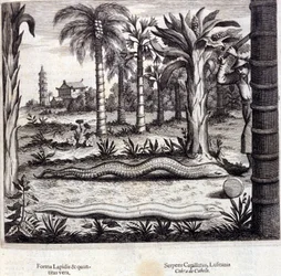Cobra and poisonous snake from India. 