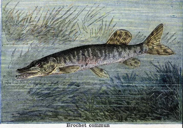 Common pike. Engraving from 1897